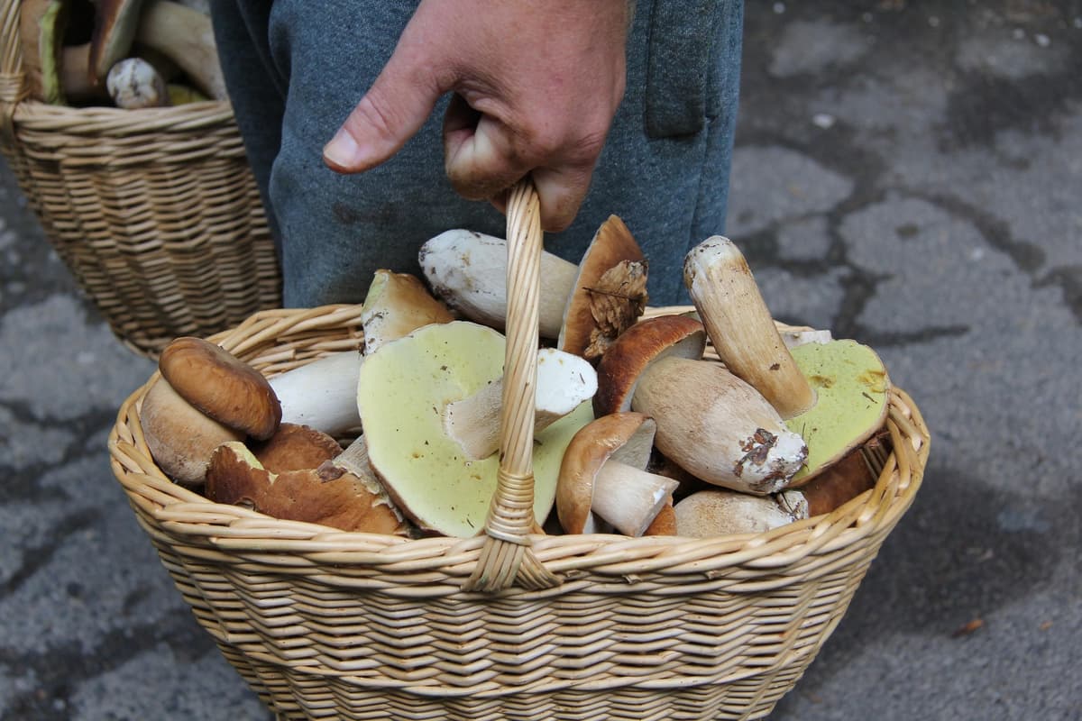 Jesenné lesy lákajú nielen krásnymi farbami, ale aj vôňou húb