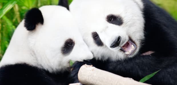 Výhoda pandémie! V ZOO sa sexuálne zblížili dve pandy
