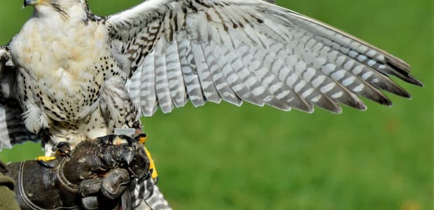 Sme jediní na svete - s povinným vyučovacím predmetom SOKOLIARSTVO!